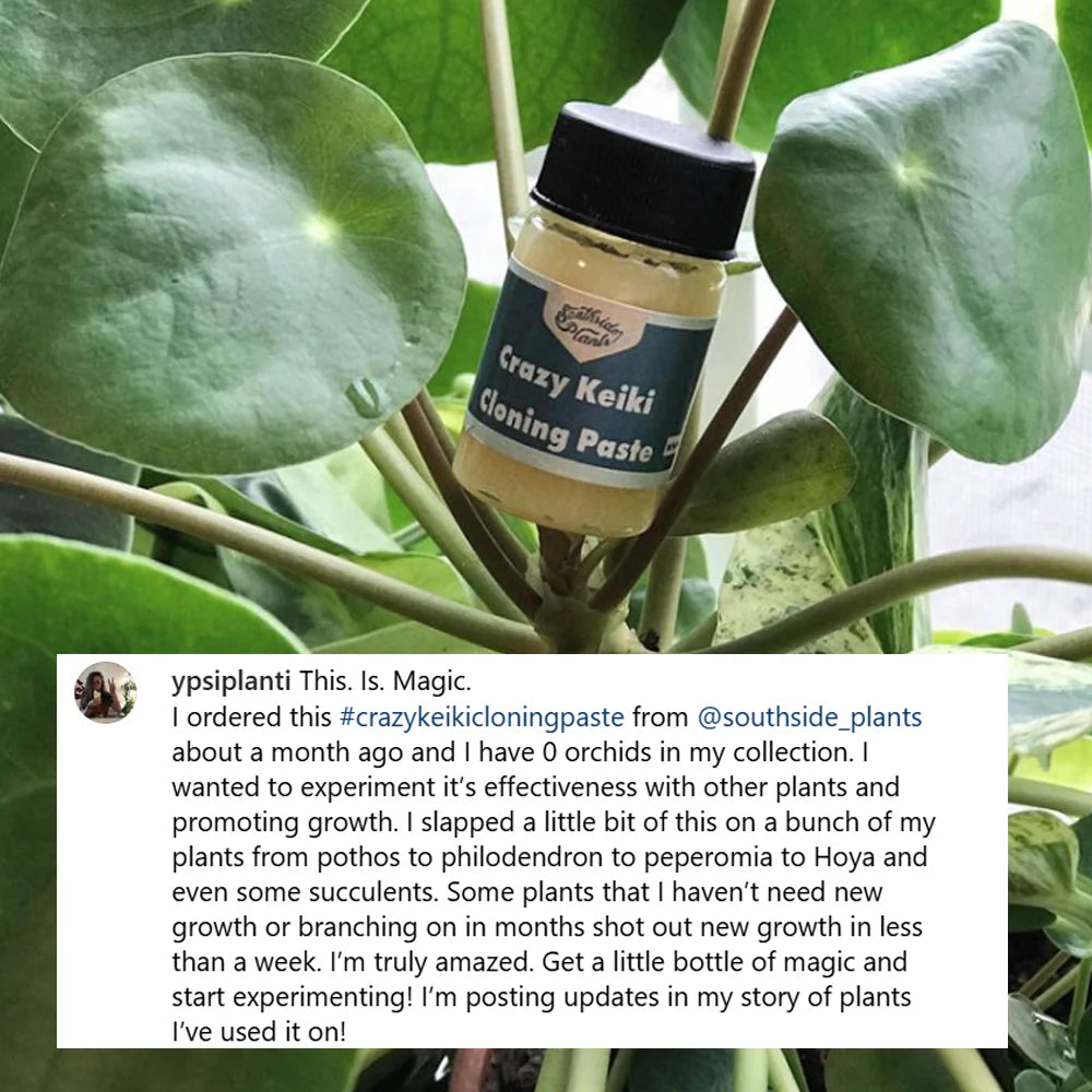 Keiki Cloning Paste