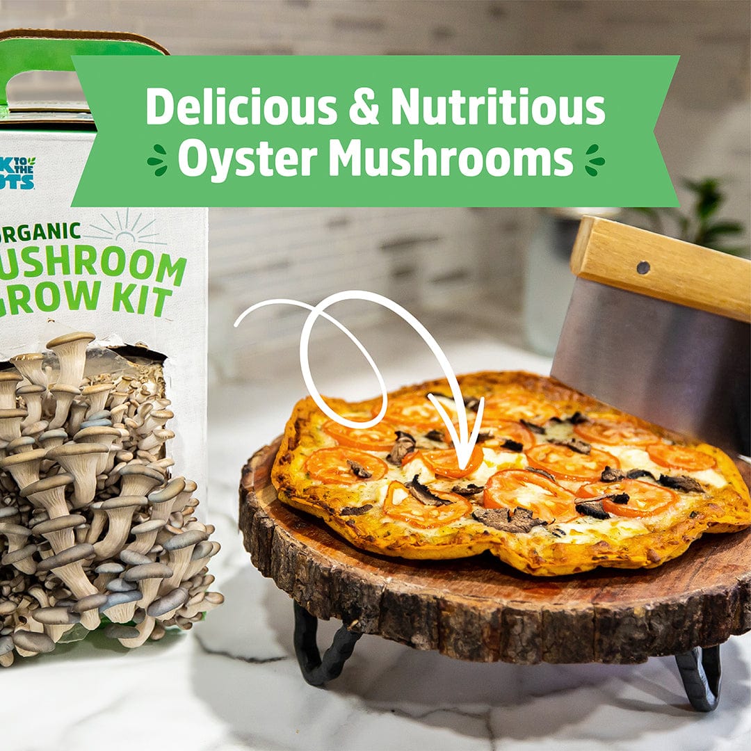 Organic Mushroom Growing Kit