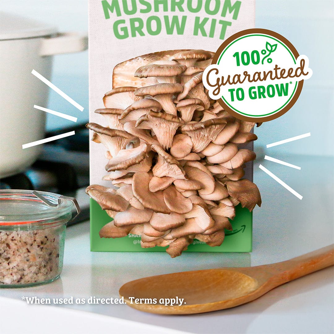 Organic Mushroom Growing Kit