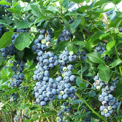 Giant Blueberry Fruit Seeds