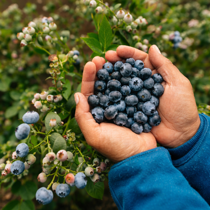 Giant Blueberry Fruit Seeds