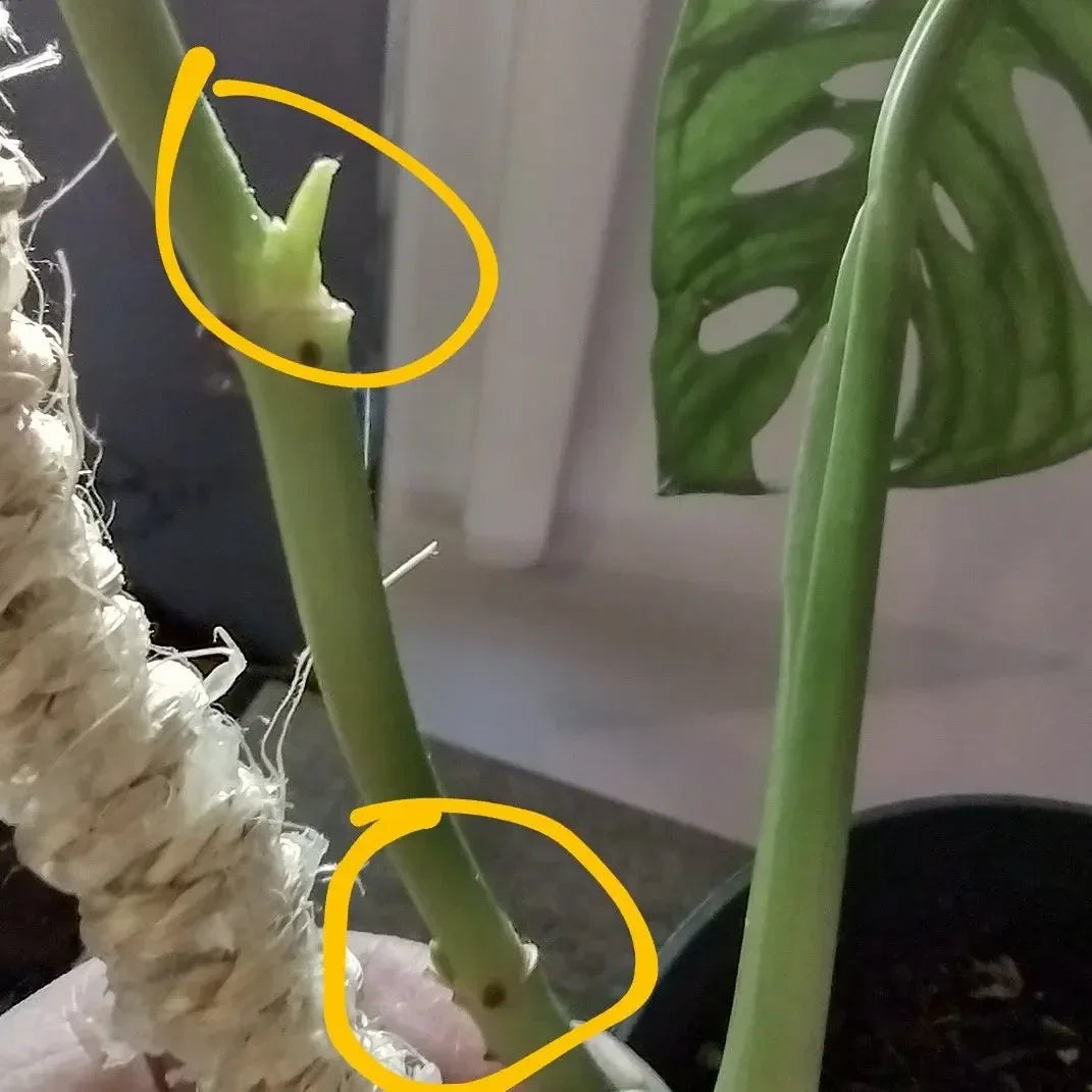 Keiki Cloning Paste